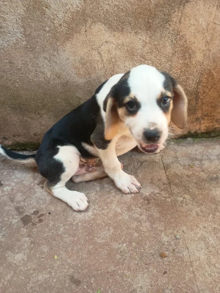 Cachorro raça SRD-ViraLata idade Abaixo de 2 meses nome Sem nome