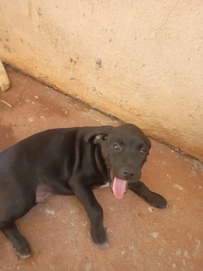 Cachorro raça SRD-ViraLata idade Abaixo de 2 meses nome `Nome indefinido