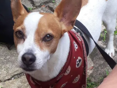 Cachorro raça SRD-ViraLata idade 6 ou mais anos nome Duke