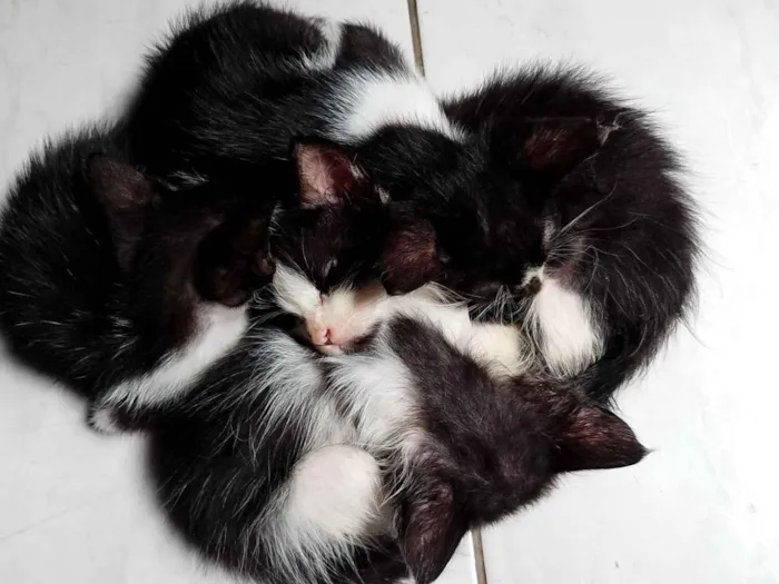 Gato raça SRD-ViraLata idade 2 a 6 meses nome Anaís silva de nacimiento 