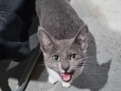 Gato raça SRD-ViraLata idade 2 a 6 meses nome Sem nome