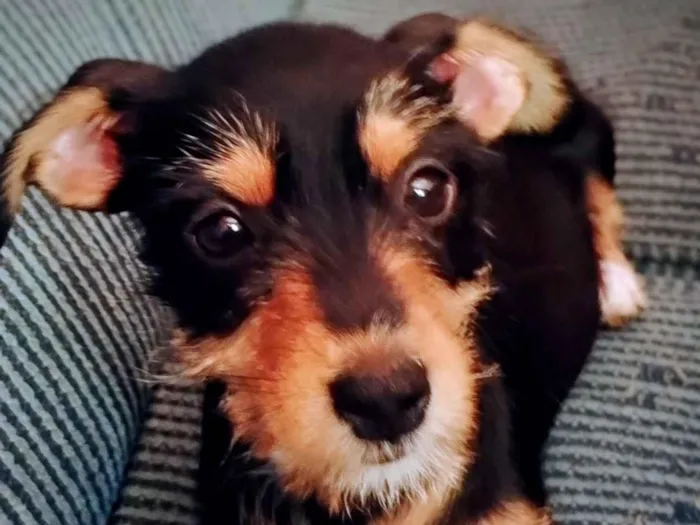 Cachorro raça Schnauzer e Aussie idade 2 a 6 meses nome Zaia