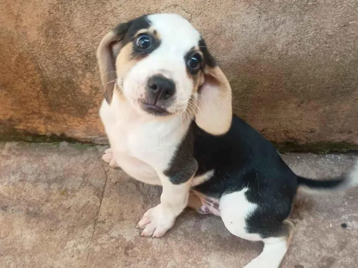 Cachorro raça SRD-ViraLata idade Abaixo de 2 meses nome Sem nome