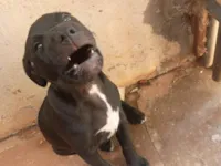 Cachorro raça SRD-ViraLata idade Abaixo de 2 meses nome `Nome indefinido