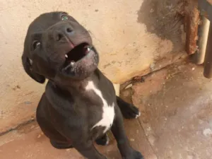 Cachorro raça SRD-ViraLata idade Abaixo de 2 meses nome `Nome indefinido