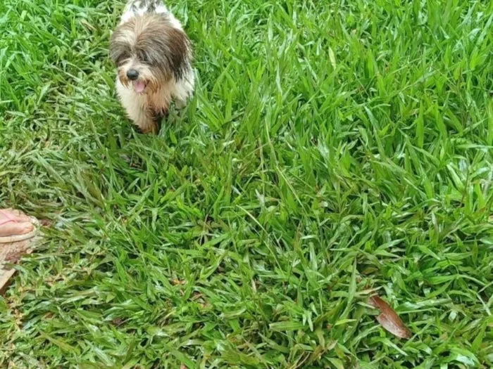 Cachorro raça SRD-ViraLata idade 1 ano nome Não sei 