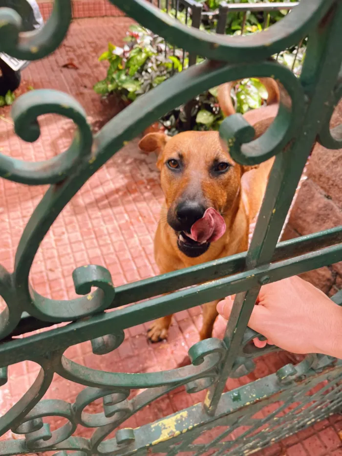 Cachorro raça SRD-ViraLata idade 1 ano nome Caramelo