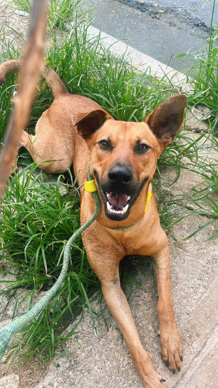 Cachorro raça SRD-ViraLata idade 1 ano nome Caramelo