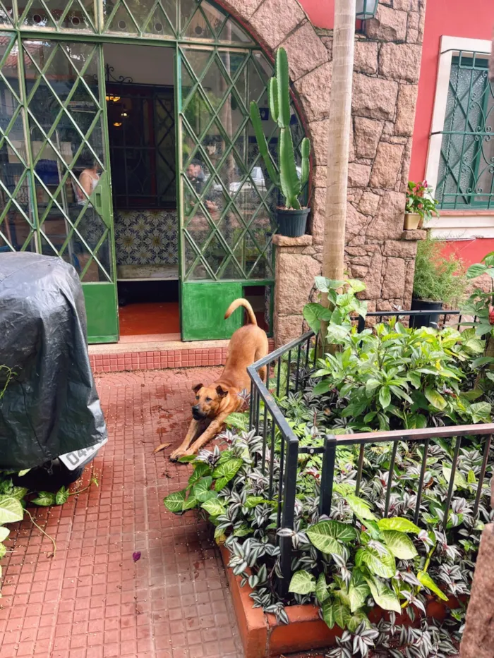 Cachorro raça SRD-ViraLata idade 1 ano nome Caramelo