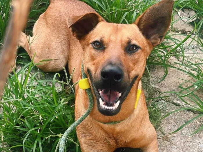 Cachorro raça SRD-ViraLata idade 1 ano nome Caramelo
