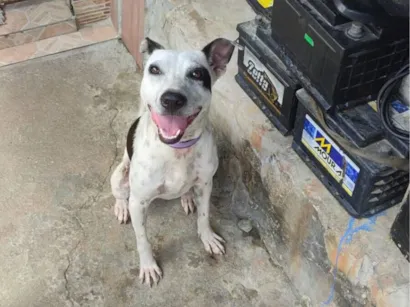 Cachorro raça SRD-ViraLata idade 7 a 11 meses nome KIRA