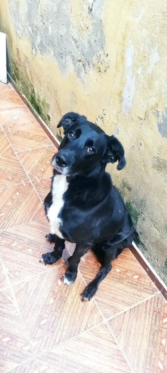 Cachorro raça SRD-ViraLata idade 6 ou mais anos nome Nino