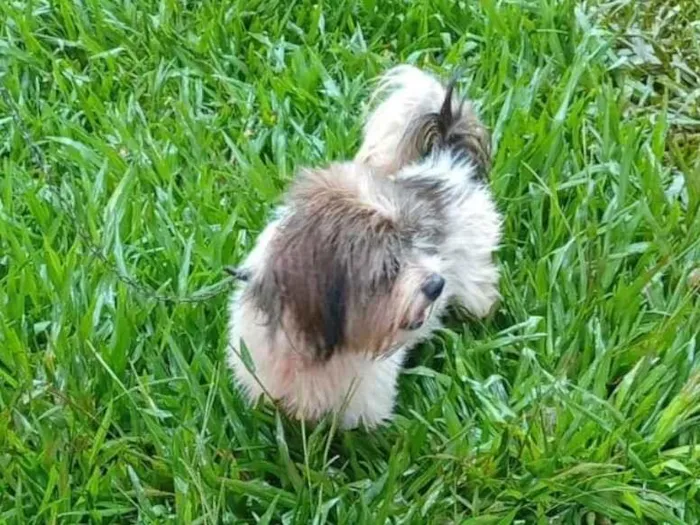 Cachorro raça SRD-ViraLata idade 1 ano nome Não sei 