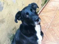Cachorro raça SRD-ViraLata idade 6 ou mais anos nome Nino