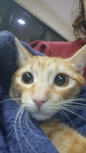 Gato raça SRD-ViraLata idade 1 ano nome Ember