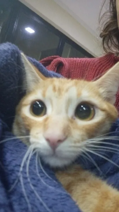 Gato raça SRD-ViraLata idade 1 ano nome Ember