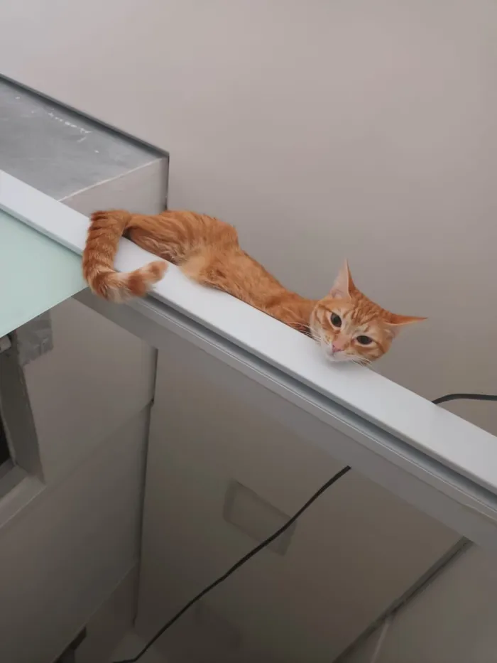 Gato raça SRD-ViraLata idade 1 ano nome Ember