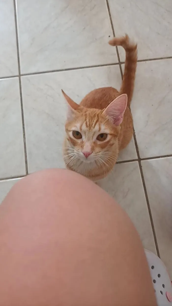 Gato raça SRD-ViraLata idade 1 ano nome Ember