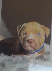 Cachorro raça Pit-Bull idade 2 anos nome Beatriz Batista Ravani Catarino 