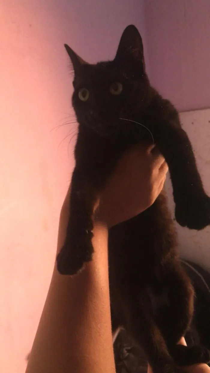 Gato raça SRD-ViraLata idade 2 a 6 meses nome Sem nome