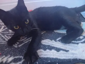 Gato raça SRD-ViraLata idade 2 a 6 meses nome Sem nome