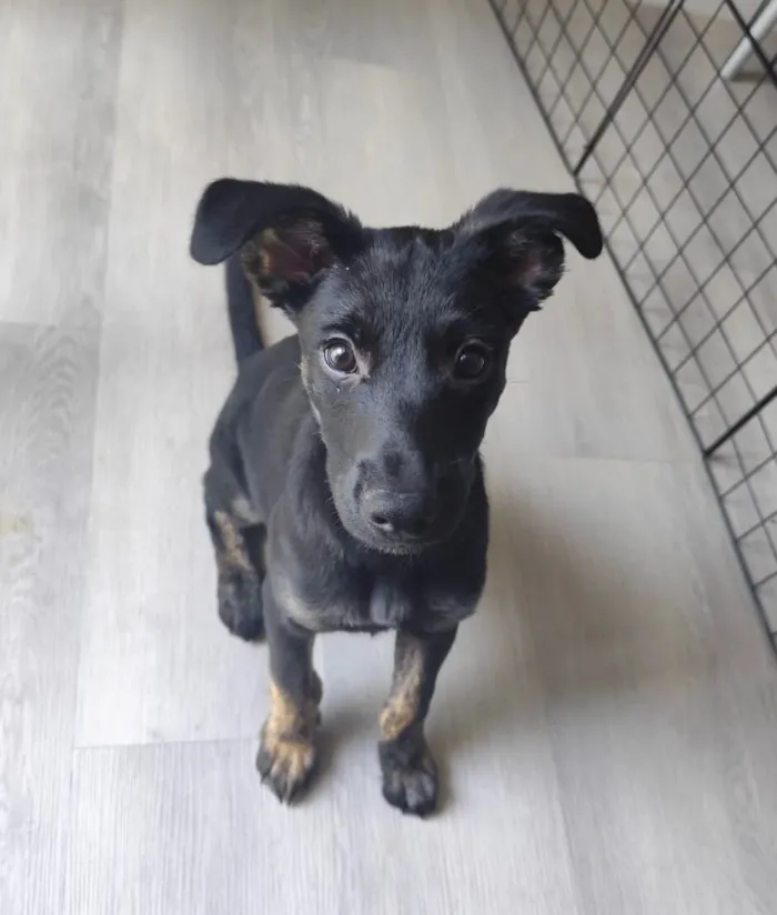 Cachorro raça SRD-ViraLata idade 2 a 6 meses nome Belt