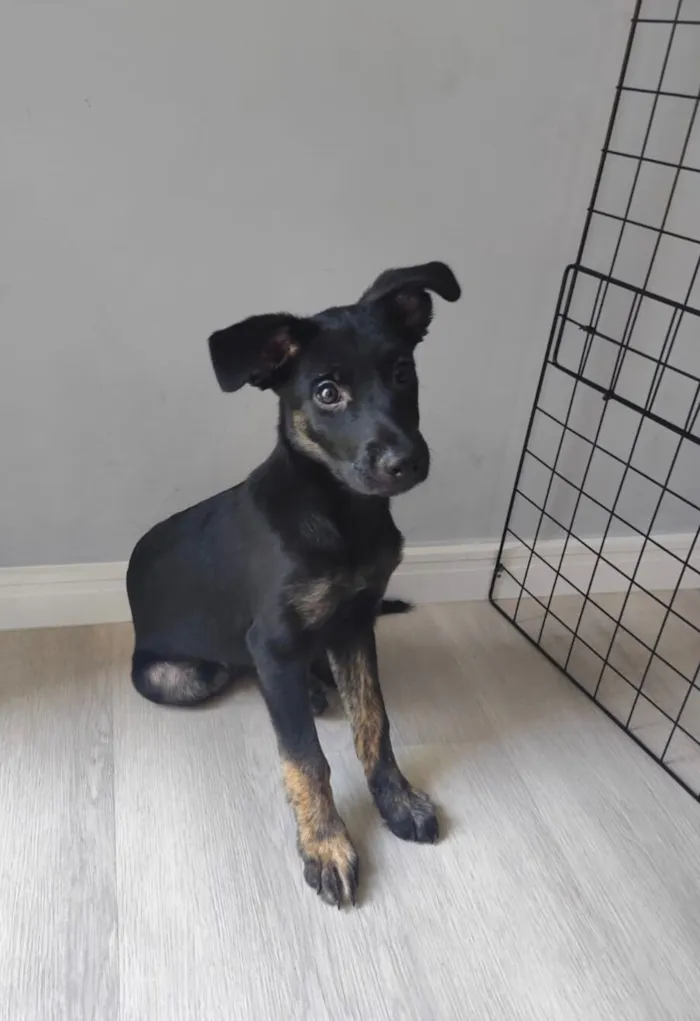 Cachorro raça SRD-ViraLata idade 2 a 6 meses nome Belt