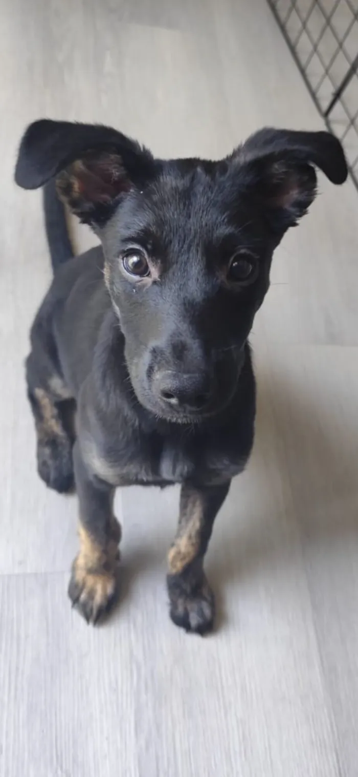 Cachorro raça SRD-ViraLata idade 2 a 6 meses nome Belt