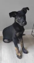 Cachorro raça SRD-ViraLata idade 2 a 6 meses nome Belt