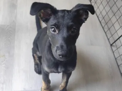 Cachorro raça SRD-ViraLata idade 2 a 6 meses nome Belt