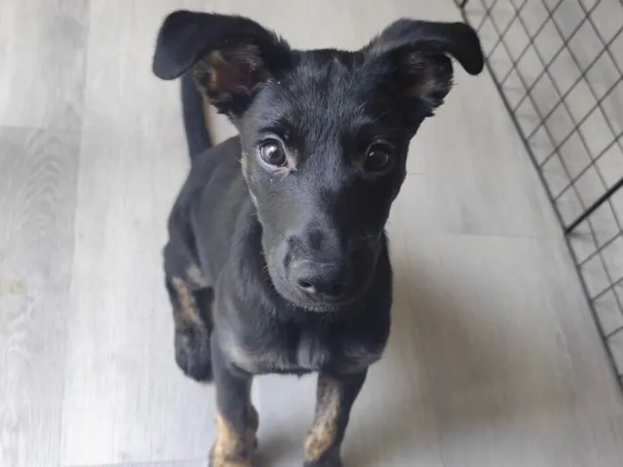 Cachorro raça SRD-ViraLata idade 2 a 6 meses nome Belt