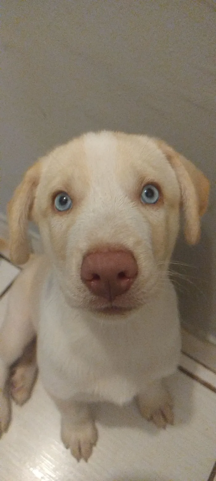 Cachorro raça SRD-ViraLata idade 2 a 6 meses nome Kaiser