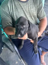 Cachorro raça SRD-ViraLata idade 2 a 6 meses nome  Bebê de 2 meses 