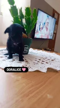 Cachorro raça SRD-ViraLata idade Abaixo de 2 meses nome Doralice