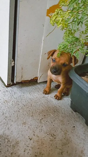 Cachorro raça SRD-ViraLata idade Abaixo de 2 meses nome Catarina