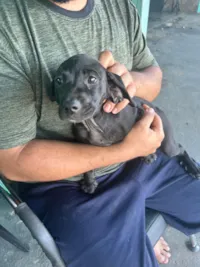 Cachorro raça Basset-Cofap idade 2 a 6 meses nome Filhote fêmea 