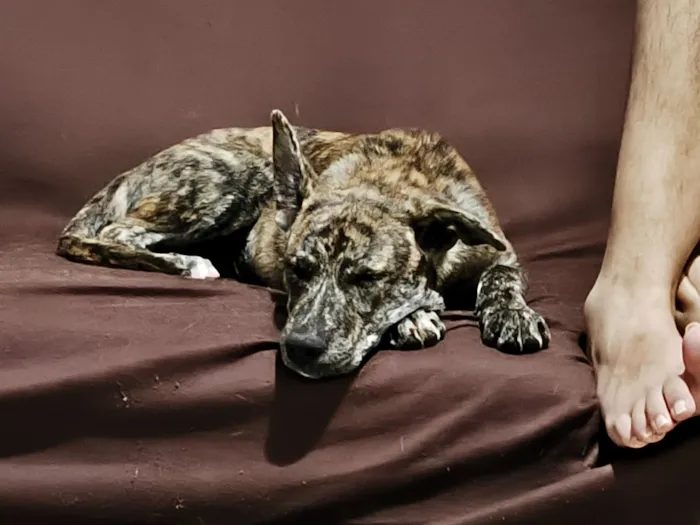 Cachorro raça SRD-ViraLata idade 2 a 6 meses nome Cocaína/Pandora