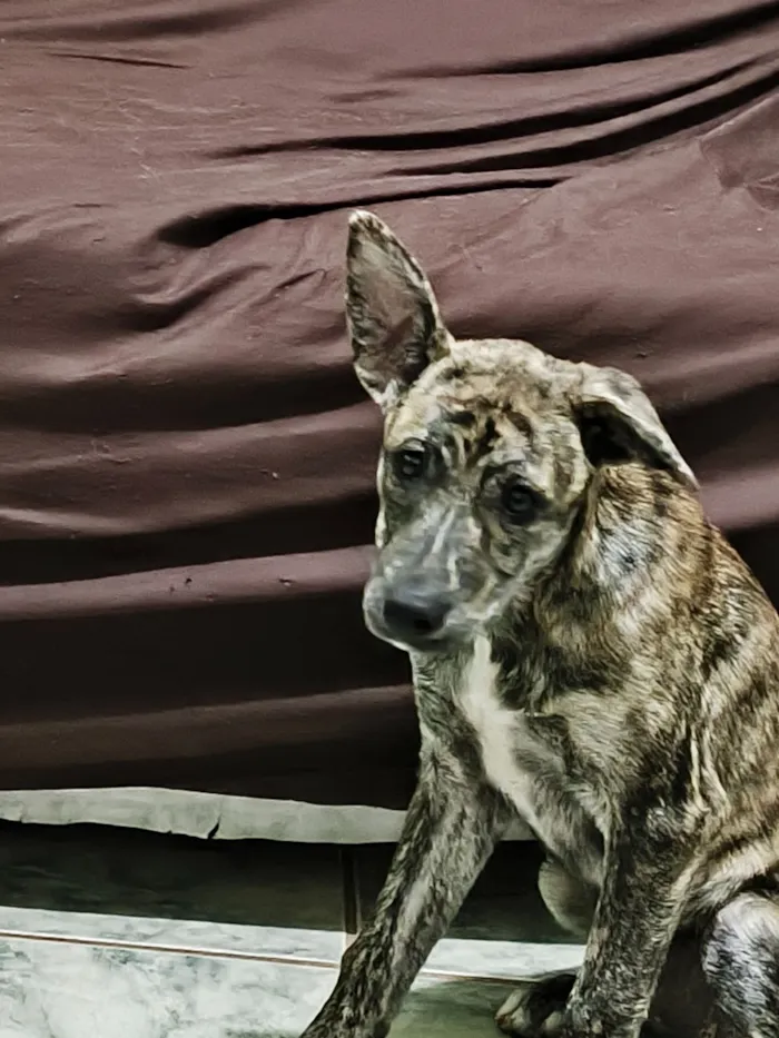Cachorro raça SRD-ViraLata idade 2 a 6 meses nome Cocaína/Pandora