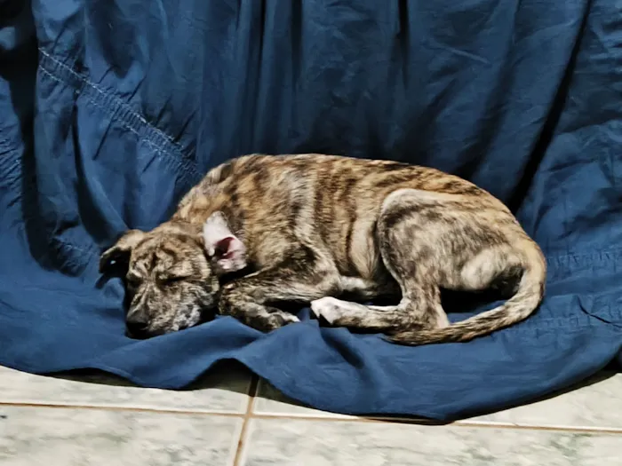 Cachorro raça SRD-ViraLata idade 2 a 6 meses nome Cocaína/Pandora