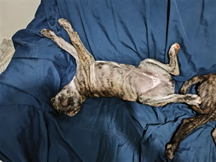 Cachorro raça SRD-ViraLata idade 2 a 6 meses nome Cocaína/Pandora