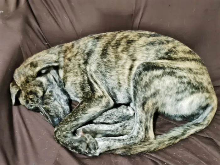 Cachorro raça SRD-ViraLata idade 2 a 6 meses nome Cocaína/Pandora