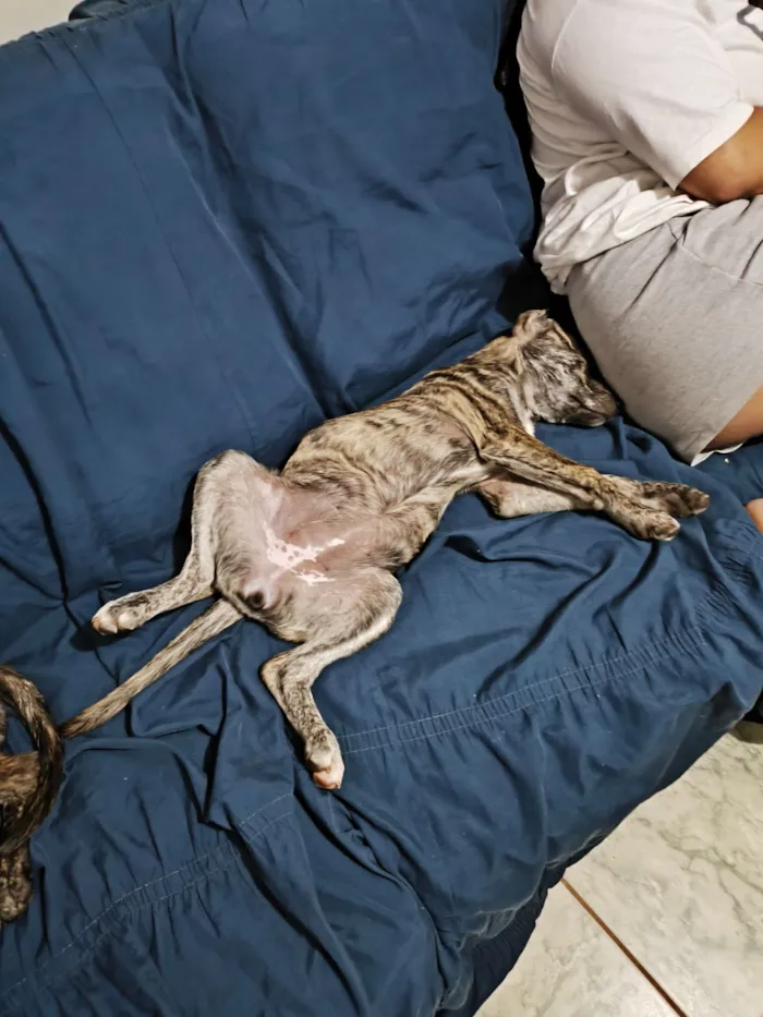 Cachorro raça SRD-ViraLata idade 2 a 6 meses nome Cocaína/Pandora
