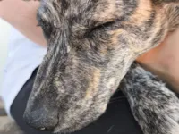 Cachorro raça SRD-ViraLata idade 2 a 6 meses nome Cocaína/Pandora