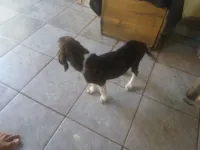 Cachorro raça SRD-ViraLata idade 2 a 6 meses nome Meg