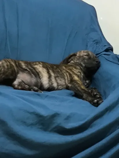 Cachorro raça SRD-ViraLata idade 2 a 6 meses nome Farinha/Filó