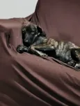 Cachorro raça SRD-ViraLata idade 2 a 6 meses nome Farinha/Filó