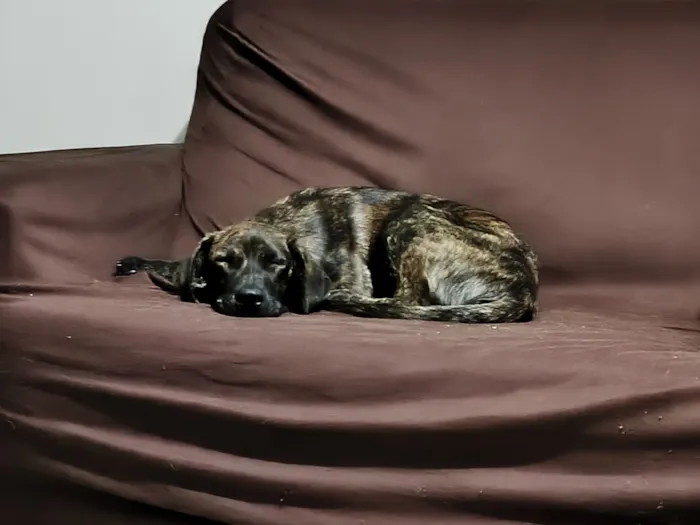 Cachorro raça SRD-ViraLata idade 2 a 6 meses nome Farinha/Filó