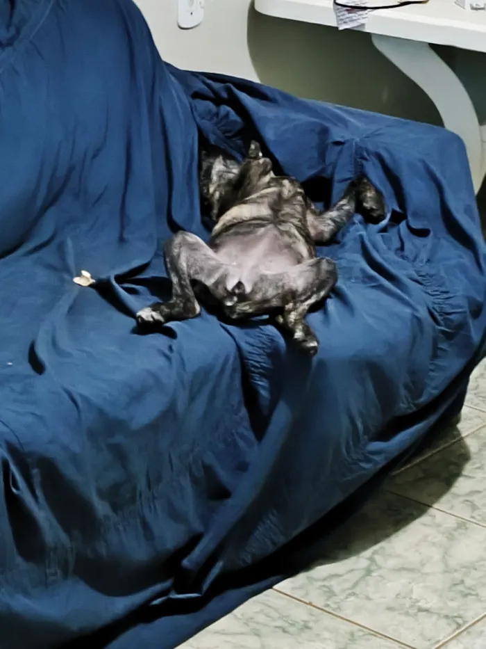 Cachorro raça SRD-ViraLata idade 2 a 6 meses nome Farinha/Filó