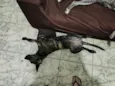 Cachorro raça SRD-ViraLata idade 2 a 6 meses nome Farinha/Filó