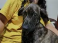 Cachorro raça SRD-ViraLata idade 2 a 6 meses nome Farinha/Filó
